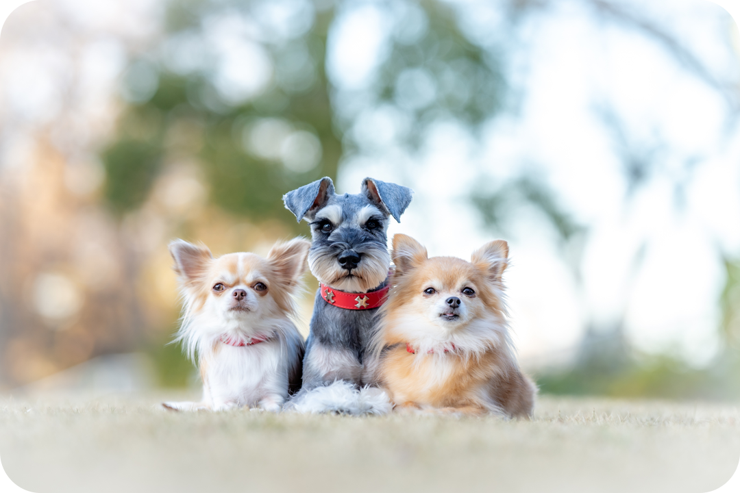 口コミで評判の「このこのごはん」おすすめポイント3選