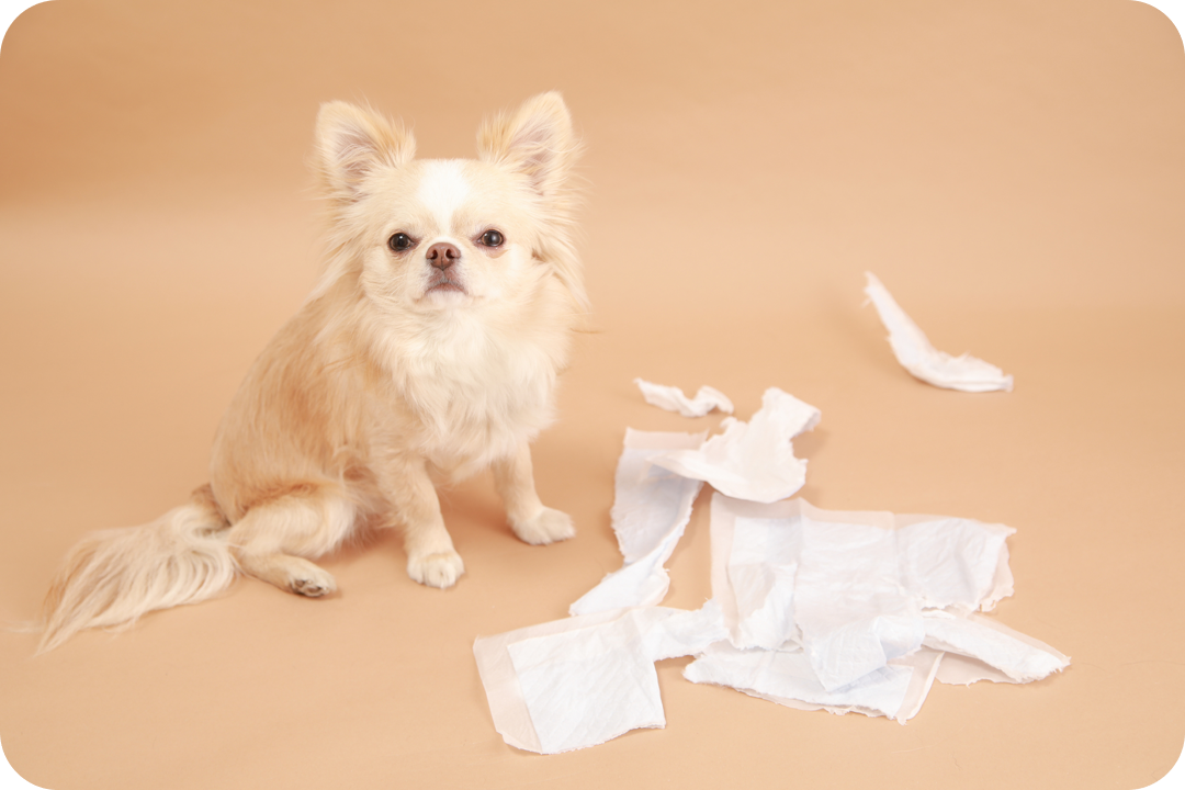 口コミで話題の「このこのごはん」おすすめできない人は？