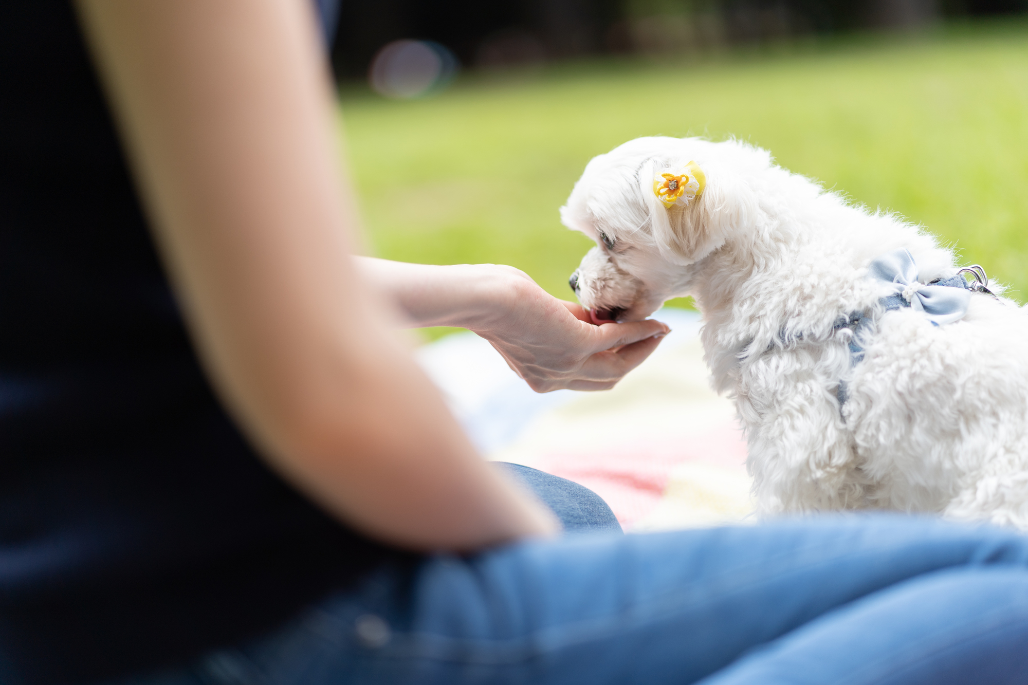 このこのごはんを食べないときの対処法4選！