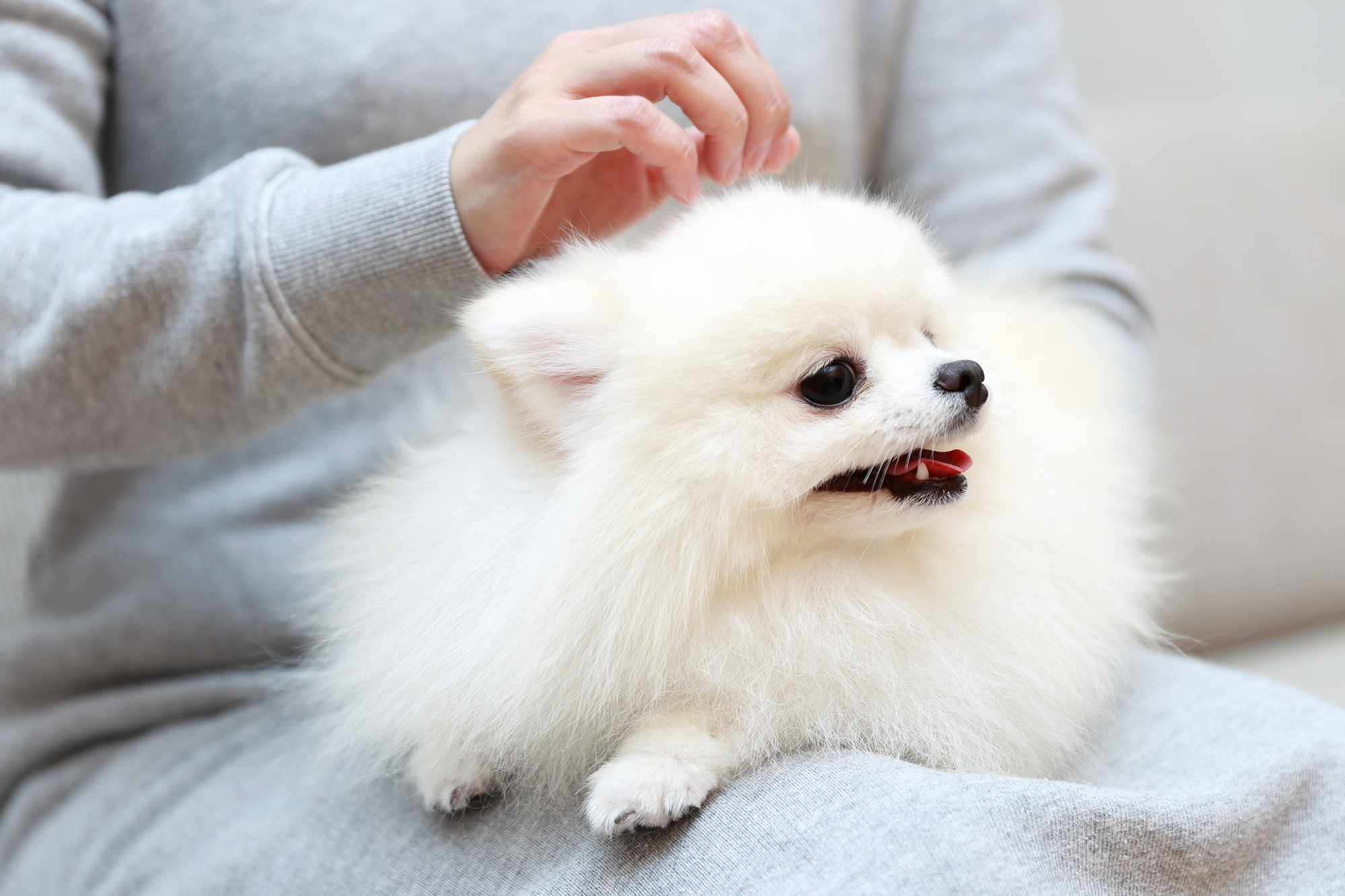 涙やけにおすすめのドッグフードの特徴とは？