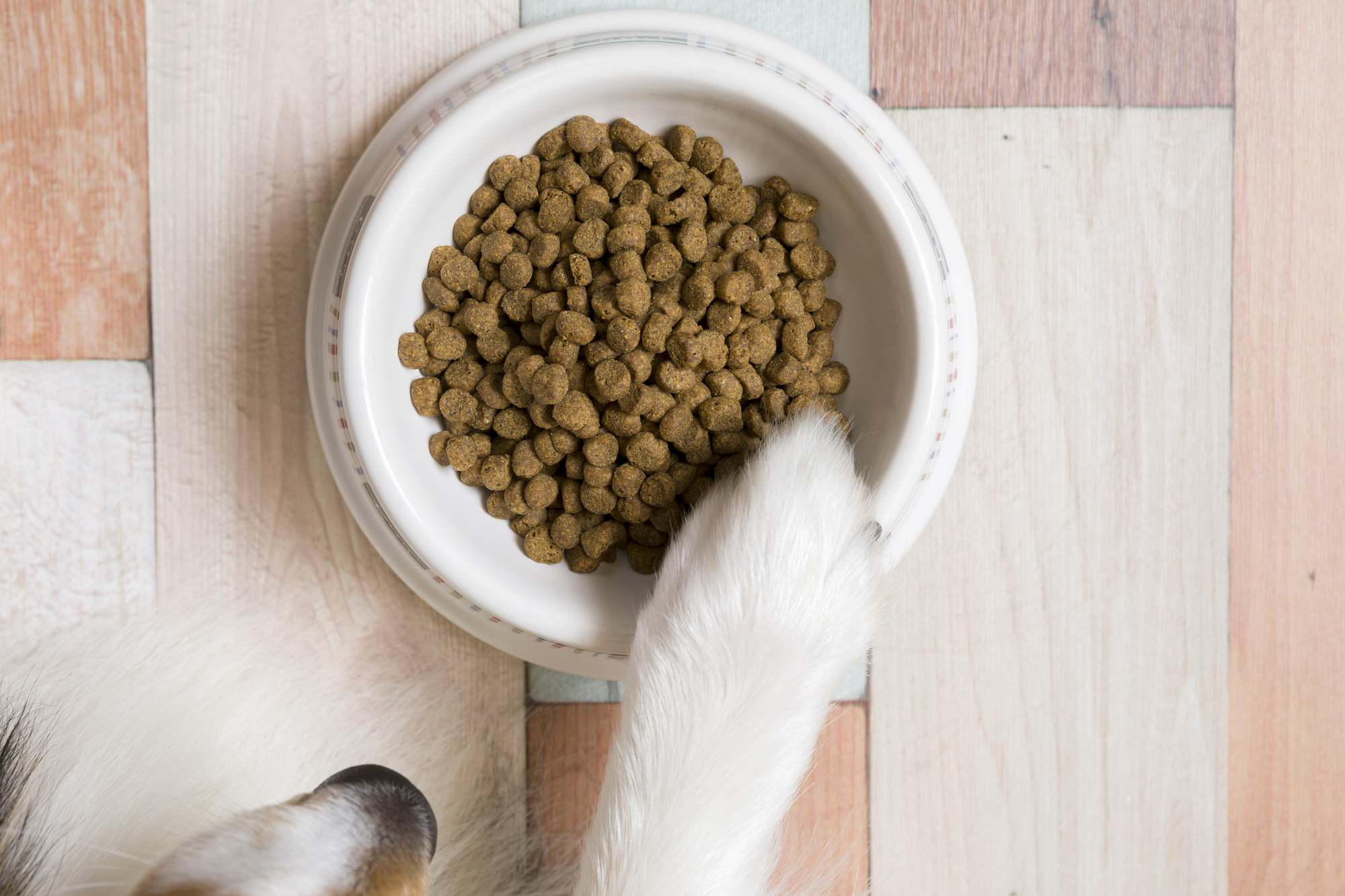 涙やけ対策が出来るドッグフードの選び方