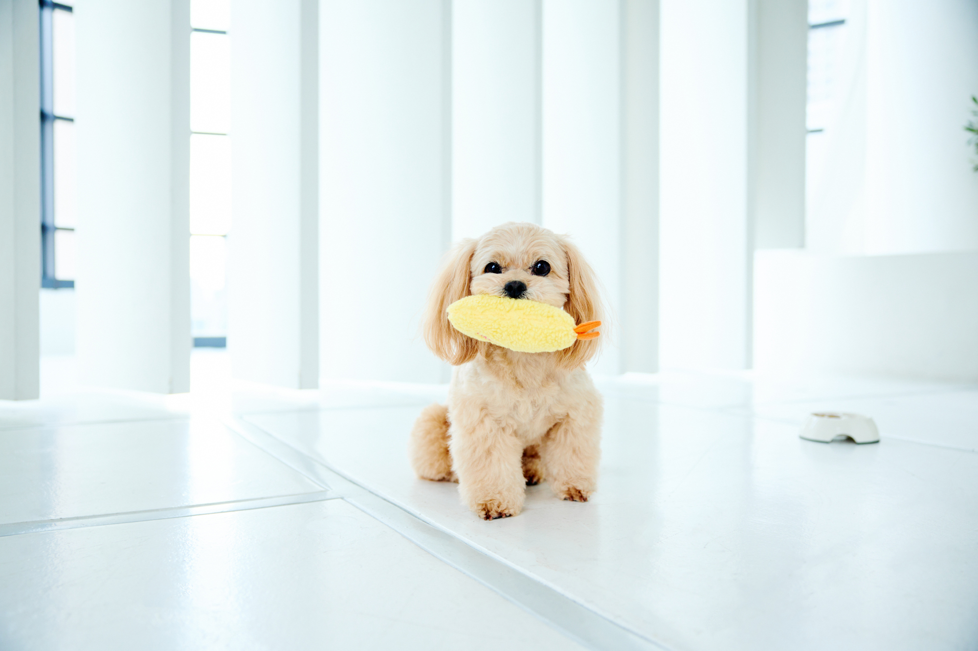 シニア犬や子犬におやつを与えても大丈夫？