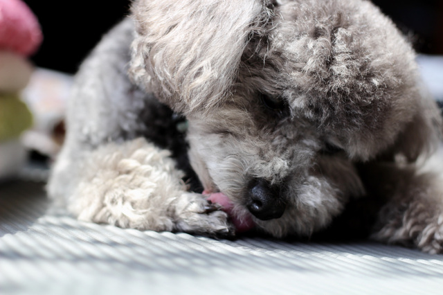 原因⑦の対処法｜体質的な問題でドッグフードを食べないとき