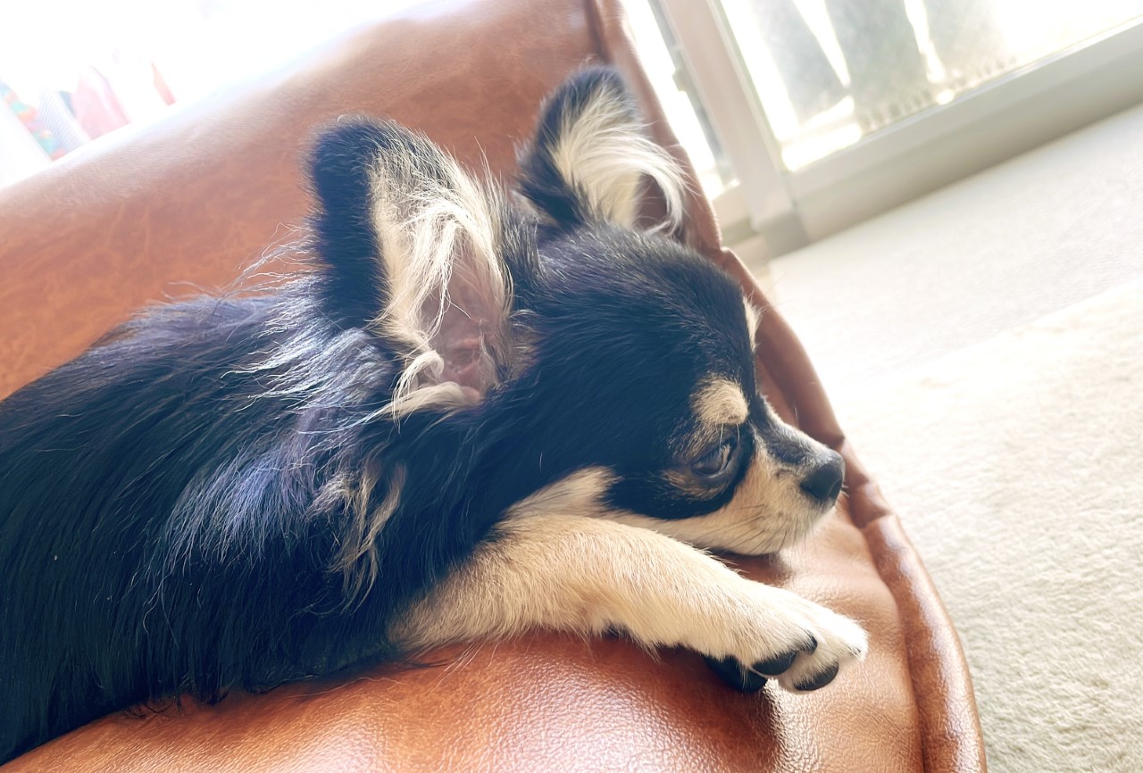 犬が餌を吐いたときの要注意ポイント