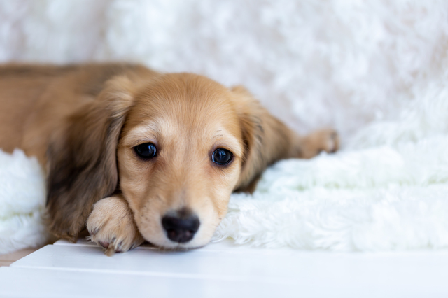 犬が吐いてしまう理由を把握して適切な対応を取ろう