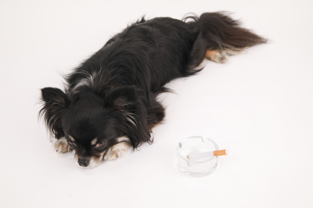 愛犬の元気がないのは病気以外の原因もある